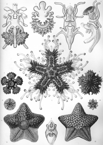 Grayscale version of Ernst Haeckel's Asteridea drawing